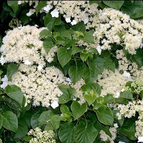 Gardenersdream - Hortensia 'Petioralis' arbuste grimpant à feuilles caduques plante rustique en pot - GardenersDream - Image 1