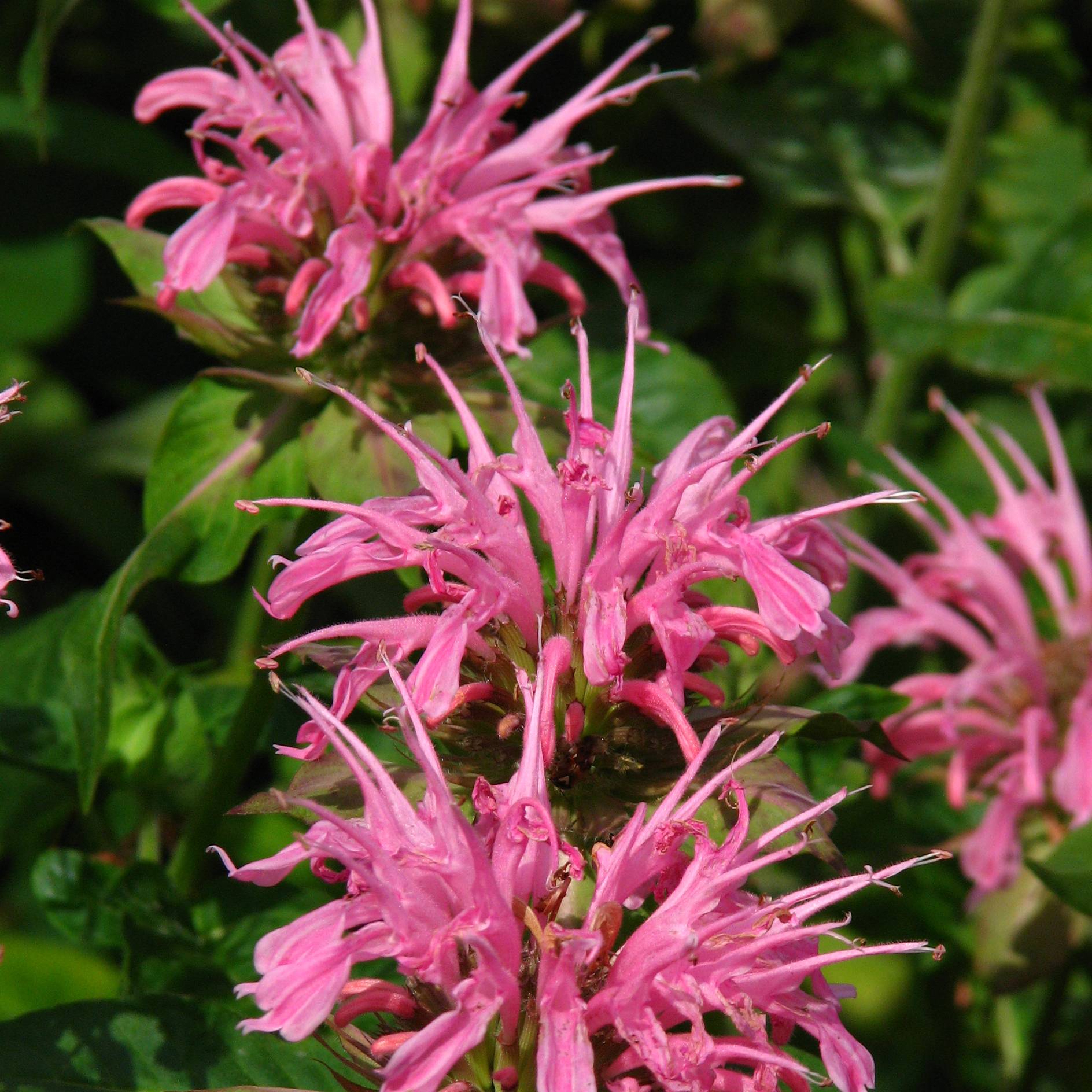 Monarde Croftway Pink - Bergamote rose clair Godet de 8/9 cm