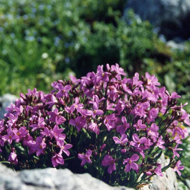 Arabis blepharophylla Godet de 8/9 cm