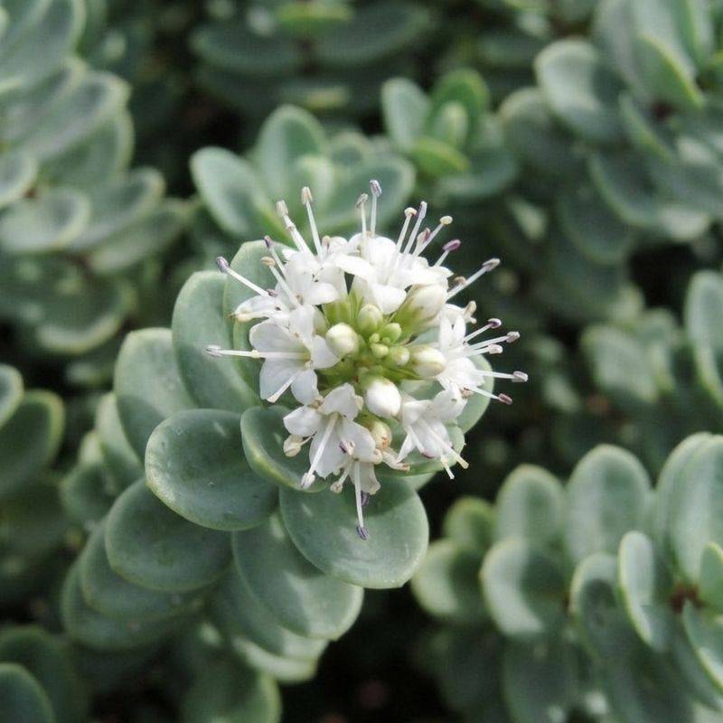 Véronique arbustive (Hebe carnosula) - Godet 9cm - Pépinières Naudet