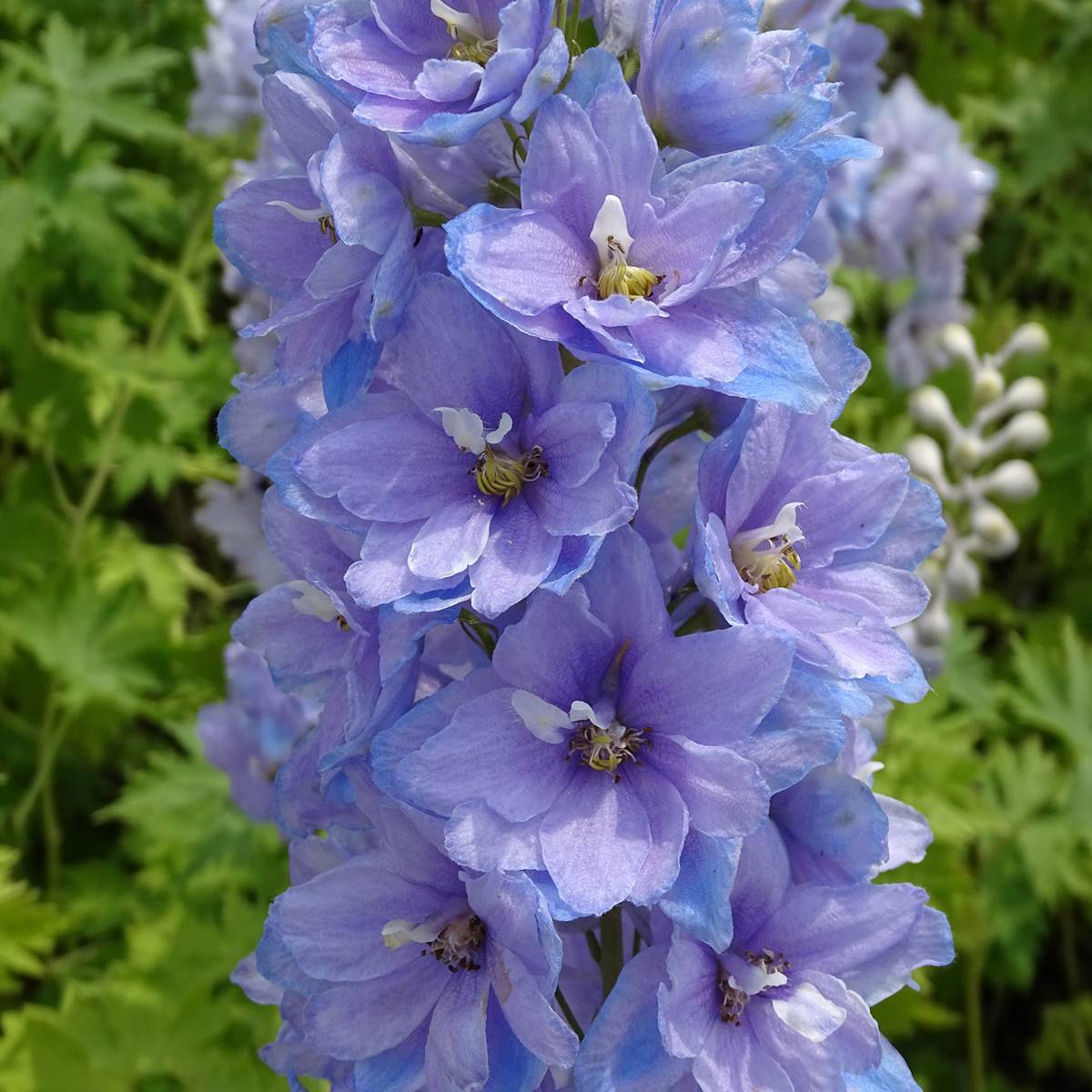 Delphinium Pacific giant Cameliard - Pied d'Alouette vivace Godet de 8/9 cm