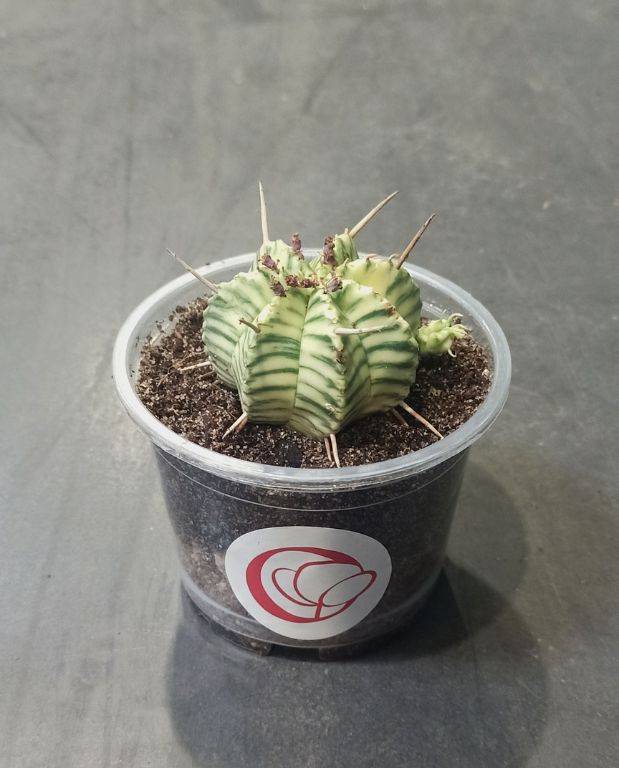 Euphorbia Meloformis Variegata D. 6cm H. 8cm - Plante d'intérieur - IndoorPoppies - Image 4