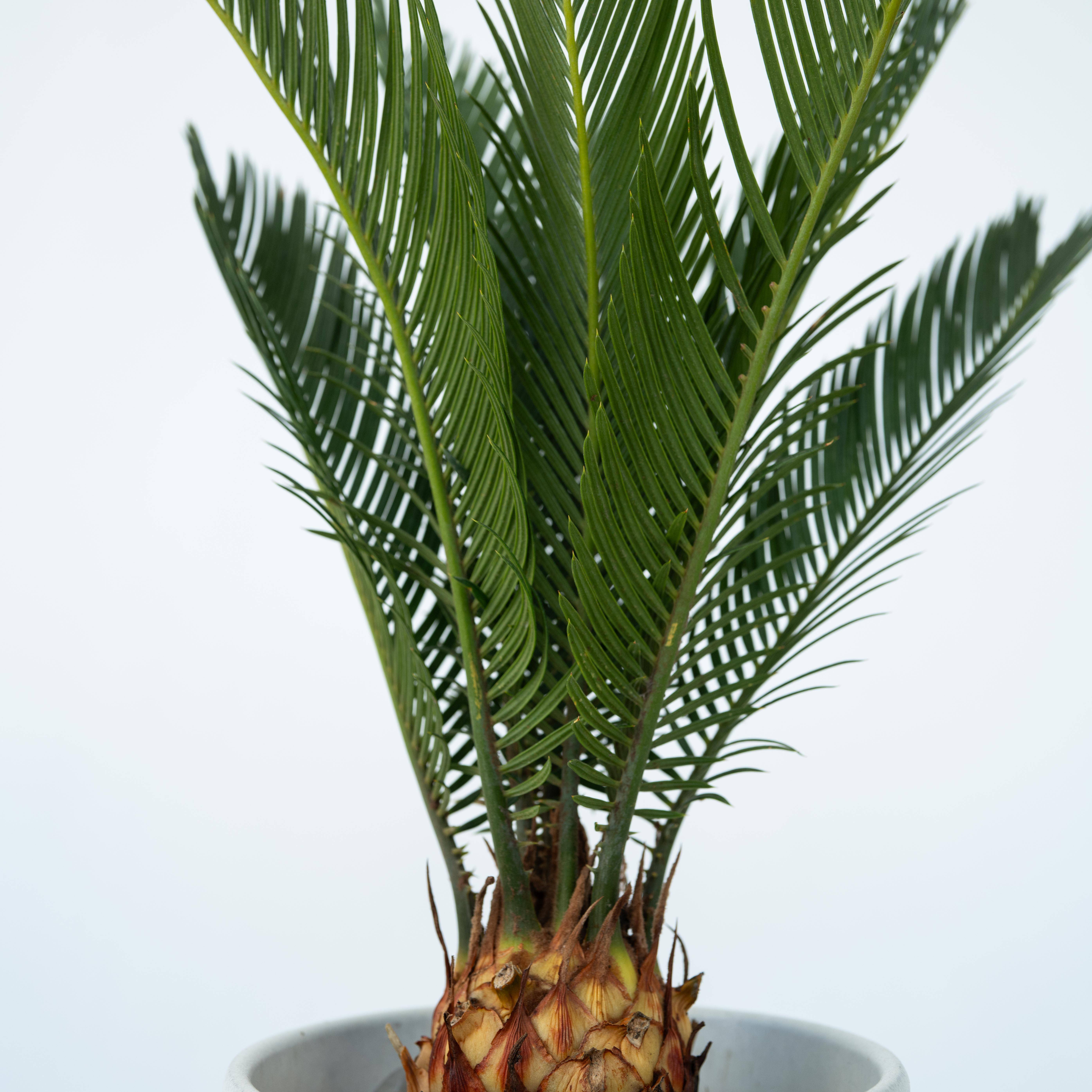Plant In A Box - Sagou du Japon - Set de 2 - Cycas revoluta - Hauteur 45-60cm - ⌀15cm - Image 4