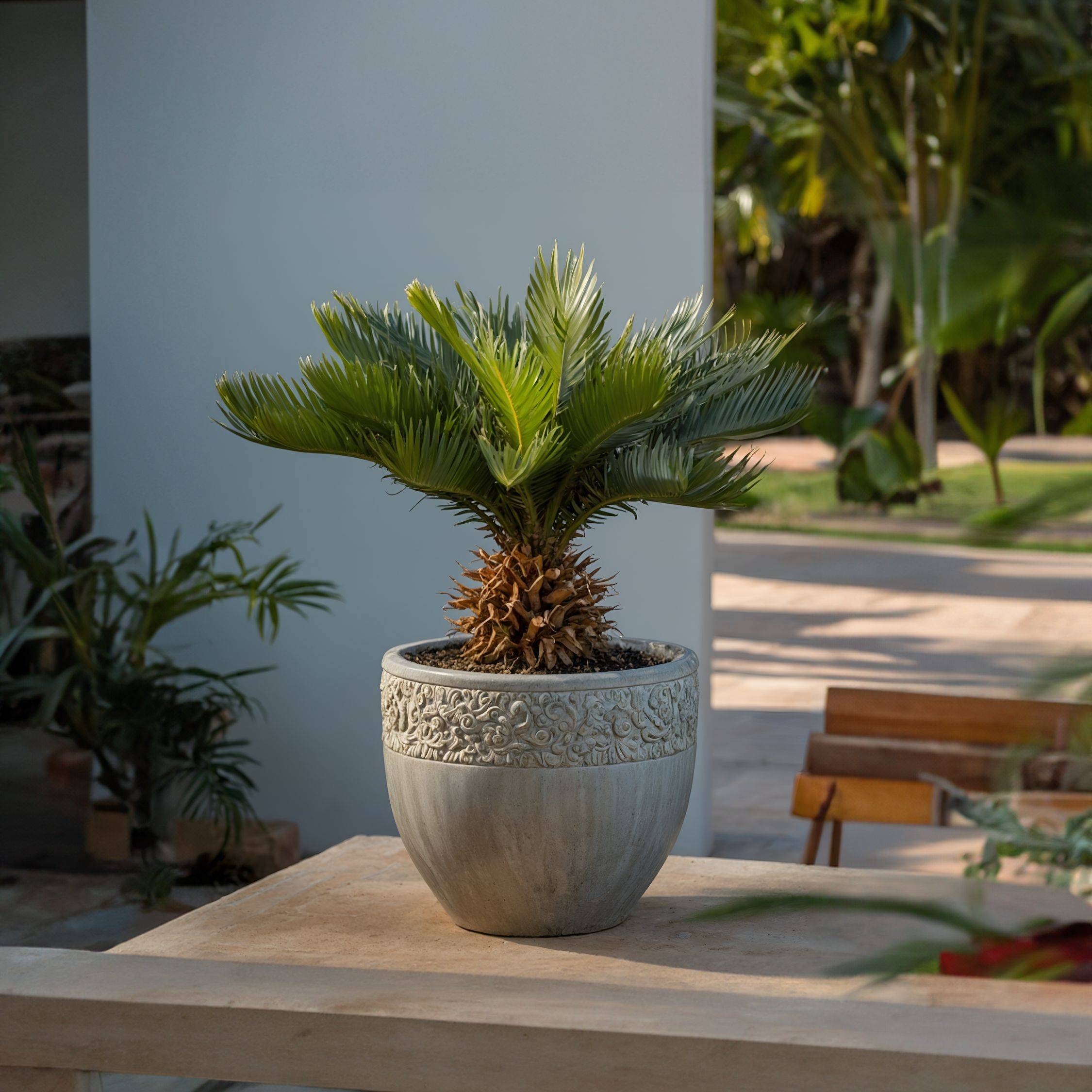 Plant In A Box - Sagou du Japon - Set de 2 - Cycas revoluta - Hauteur 45-60cm - ⌀15cm - Image 2