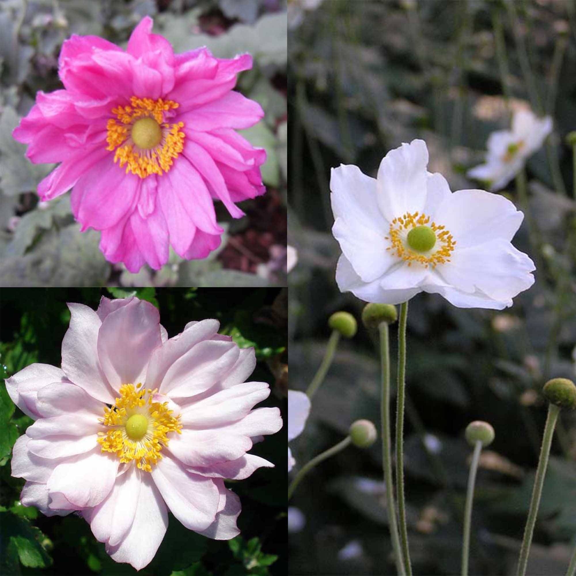 Promesse de Fleurs - Collection 3 Anémones Japonaises - Collection de 3 plantes