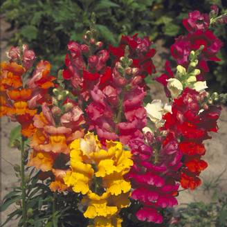 Graines de Muflier demi nain Majestic Mix - Antirrhinum majus le sachet de 6400 graines environ (1g)