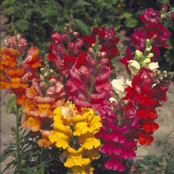 Graines de Muflier demi nain Majestic Mix - Antirrhinum majus le sachet de 6400 graines environ (1g)