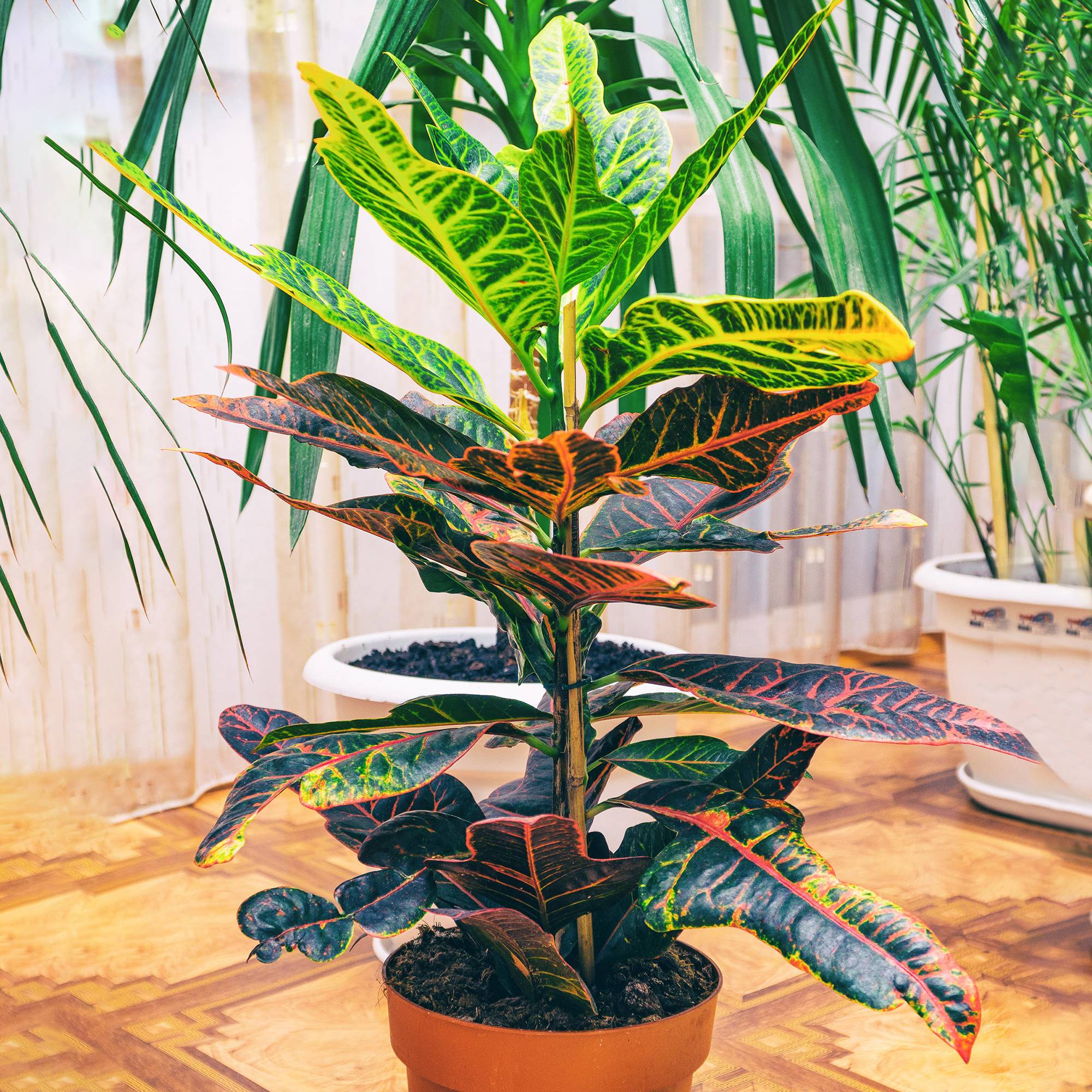 Gardenersdream - 1 X Codiaeum Variegatum Excellent À La Vente | Plante D'Intérieur En Pot Pour La Maison Ou Le Bureau - GardenersDream