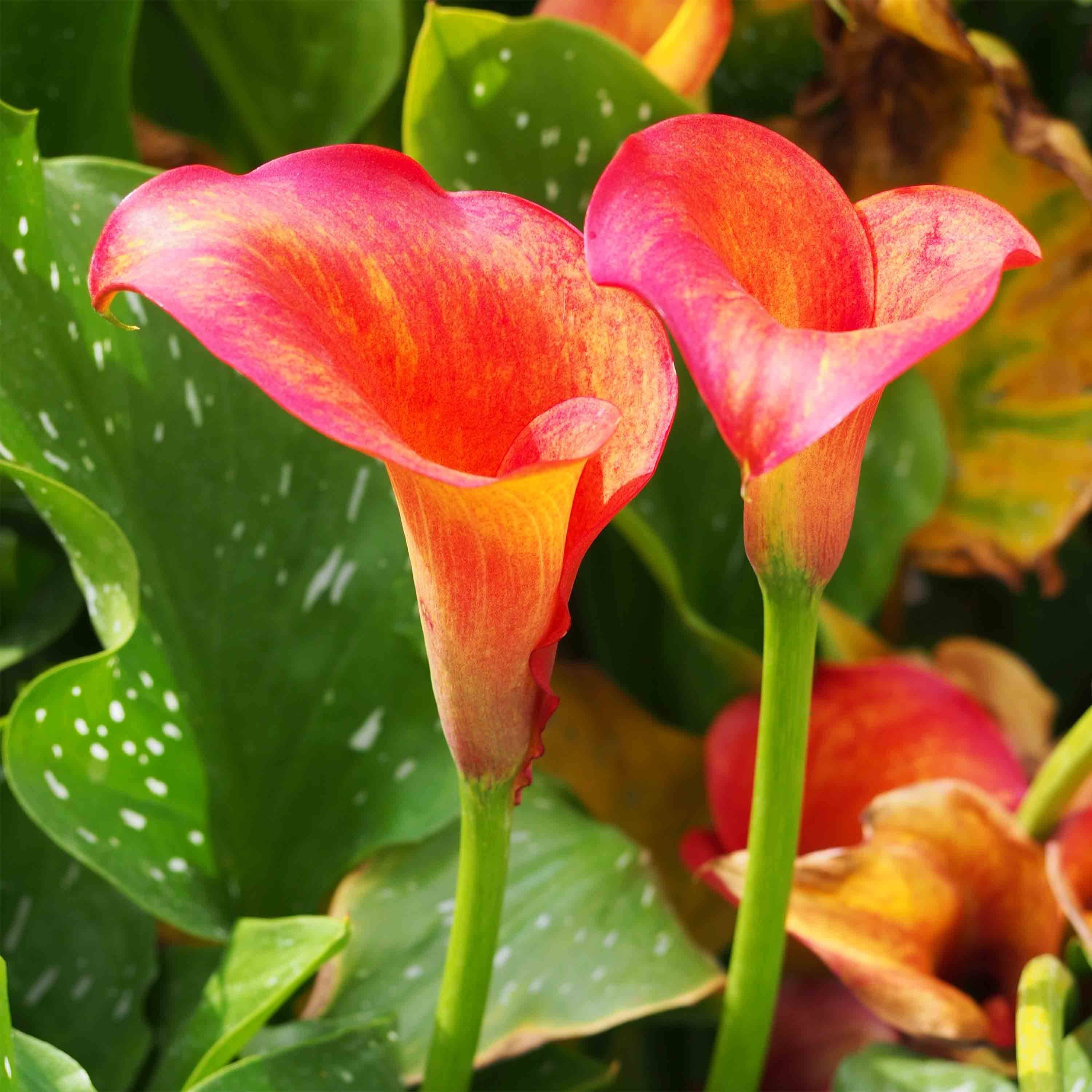 Arum ou Calla à fleurs jaune soutenu - Zantedeschia Captain Trinity Bulbe