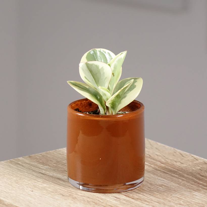 Peperomia obtusifolia Bicolor Mini-plante