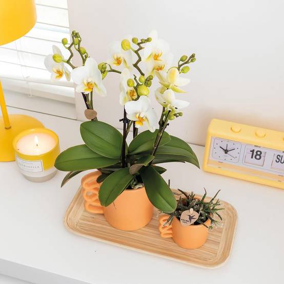 Orchidée Phalaenopsis blanche et son cache-pot pêche - plante d'intérieur fleurie- La Green Touch - Image 4