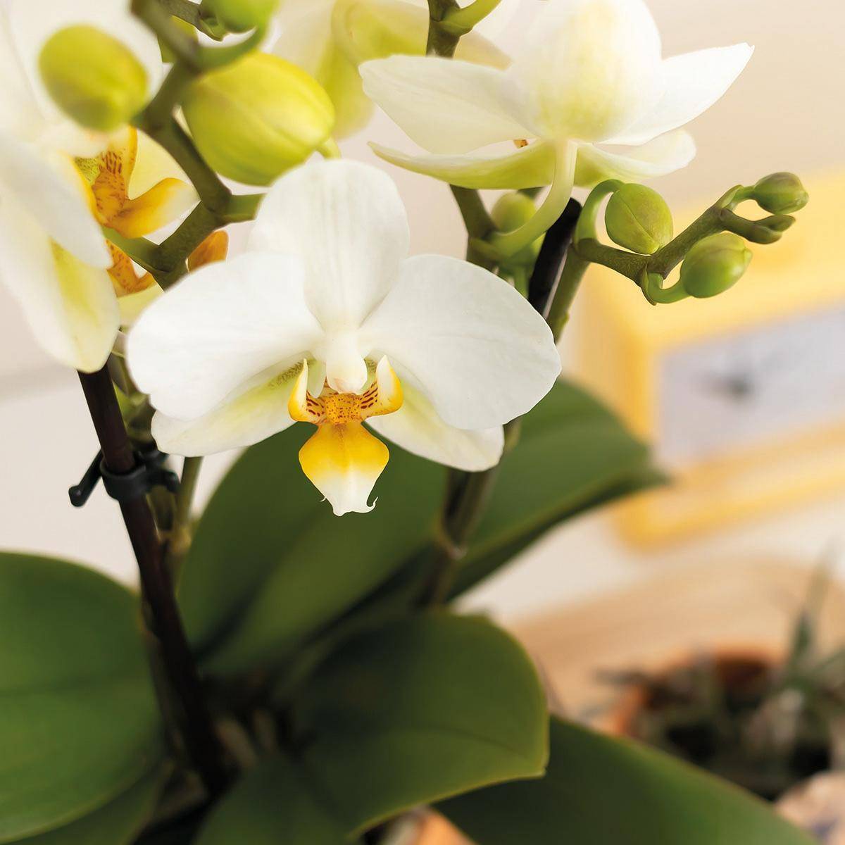 Orchidée Phalaenopsis blanche et son cache-pot pêche - plante d'intérieur fleurie- La Green Touch - Image 6