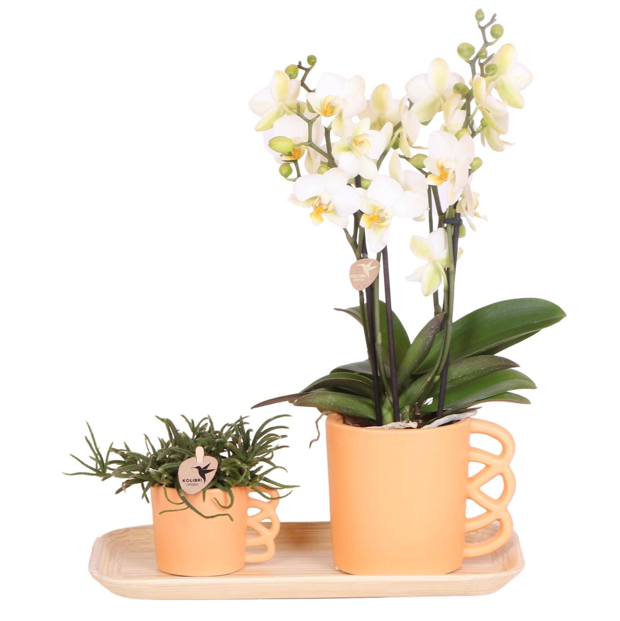 Orchidée Phalaenopsis blanche et son cache-pot pêche - plante d'intérieur fleurie- La Green Touch - Image 2