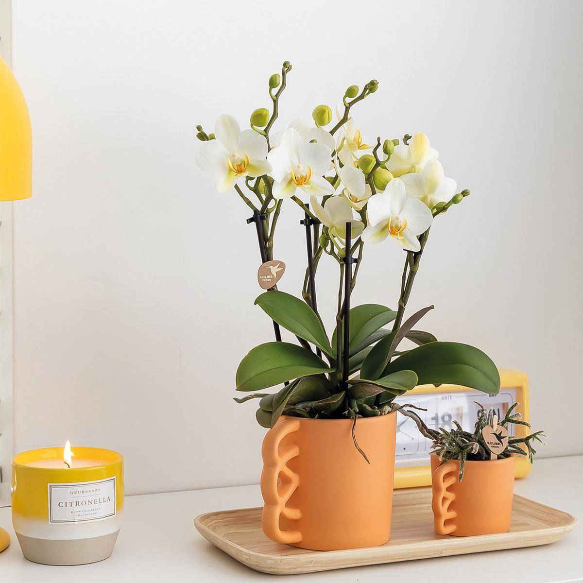 Orchidée Phalaenopsis blanche et son cache-pot pêche - plante d'intérieur fleurie- La Green Touch - Image 1