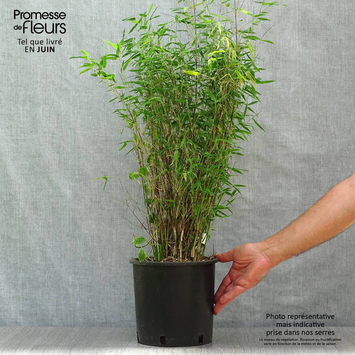 Fargesia nitida Red Dragon - Bambou non traçant Pot de 4L/5L - Image 2