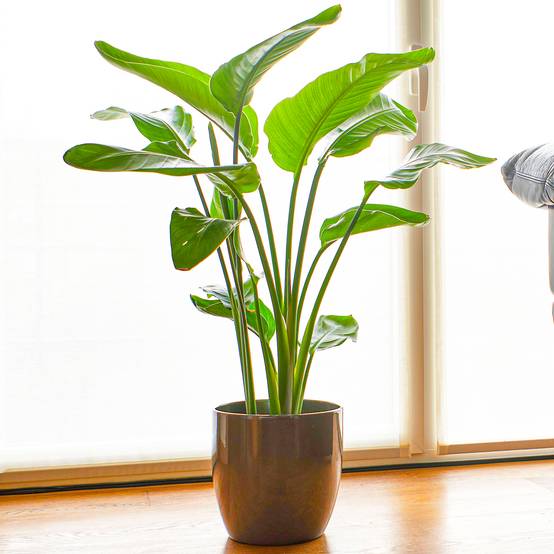 Gardenersdream - Strelitzia Nicolai | Oiseau De Paradis Blanc De 35 À 45 Cm En Pot | Cadeau Plante D'Intérieur - GardenersDream - Image 1