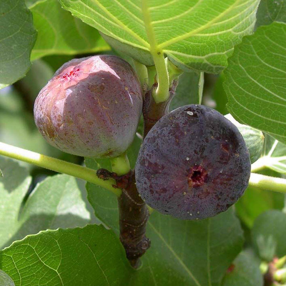Figuier Madeleine des 2 saisons Pot de 2L/3L, Scion