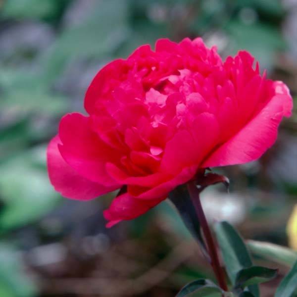 Promesse de Fleurs - Pivoine lactiflora Kansas Souche 3/5 yeux