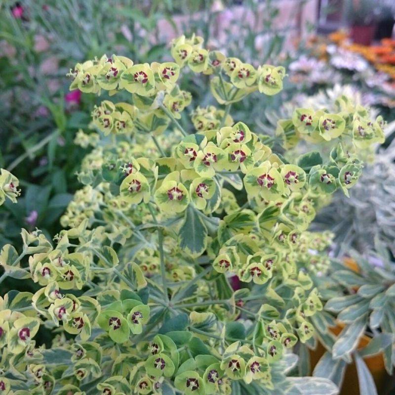 3 Euphorbes de Martin 'Ascot Rainbow' (Euphorbia Martinii Ascot Rainbow) - Lot de 3 vivaces - Pépinières Naudet
