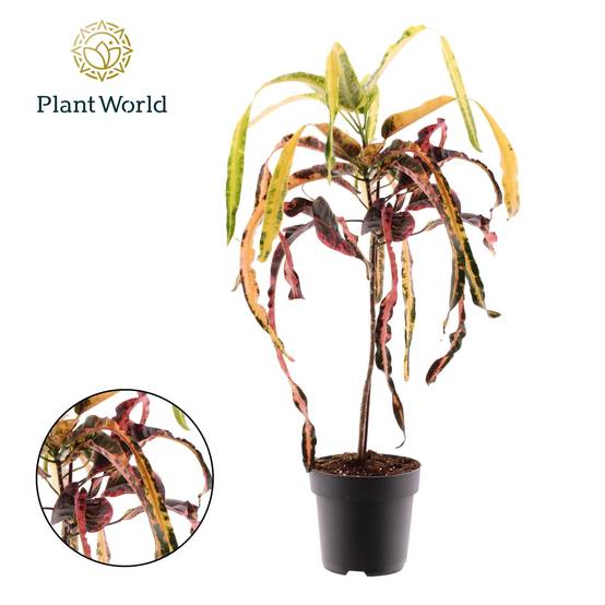 La Green Touch - Croton Dreadlock - D19 H70cm