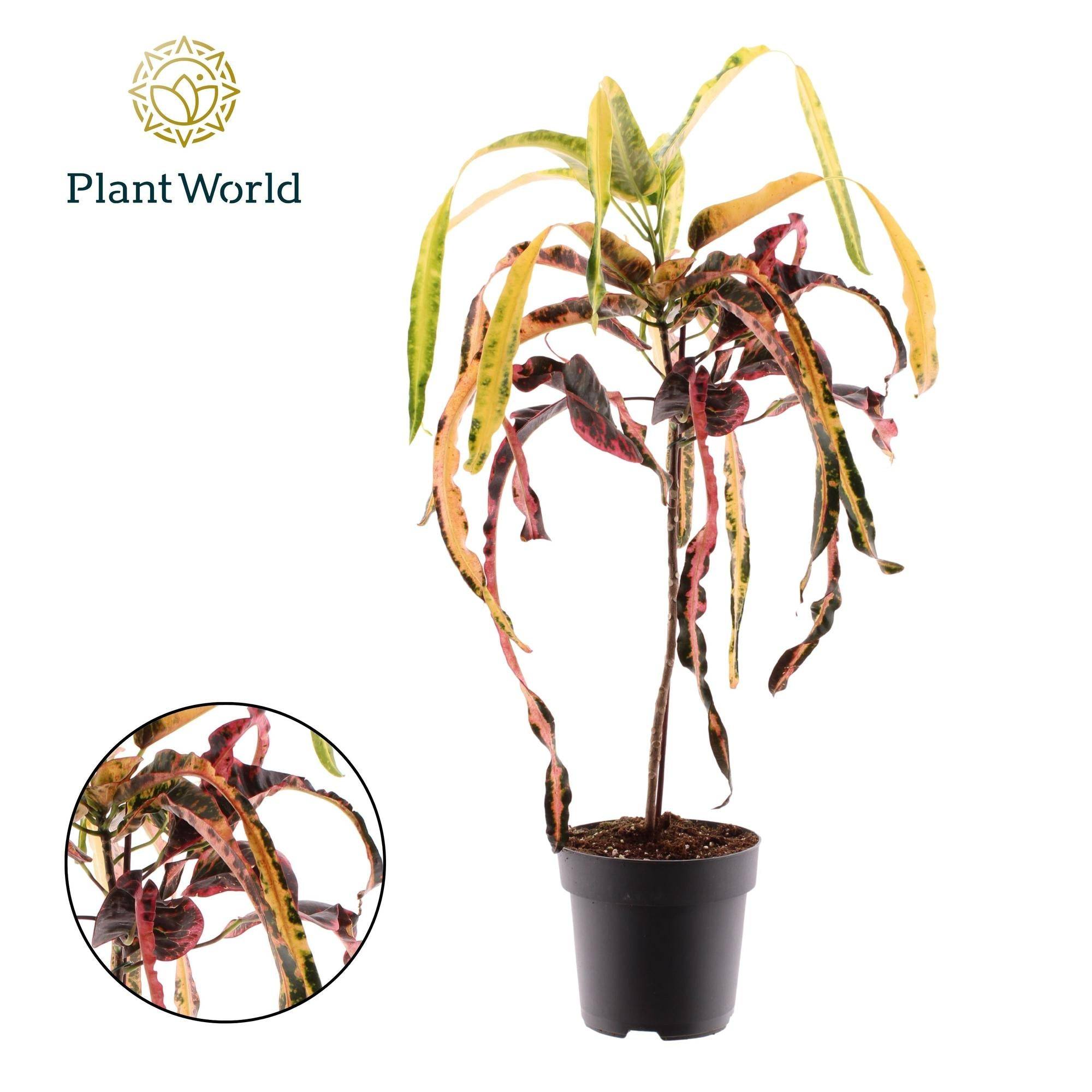 La Green Touch - Croton Dreadlock - D19 H70cm