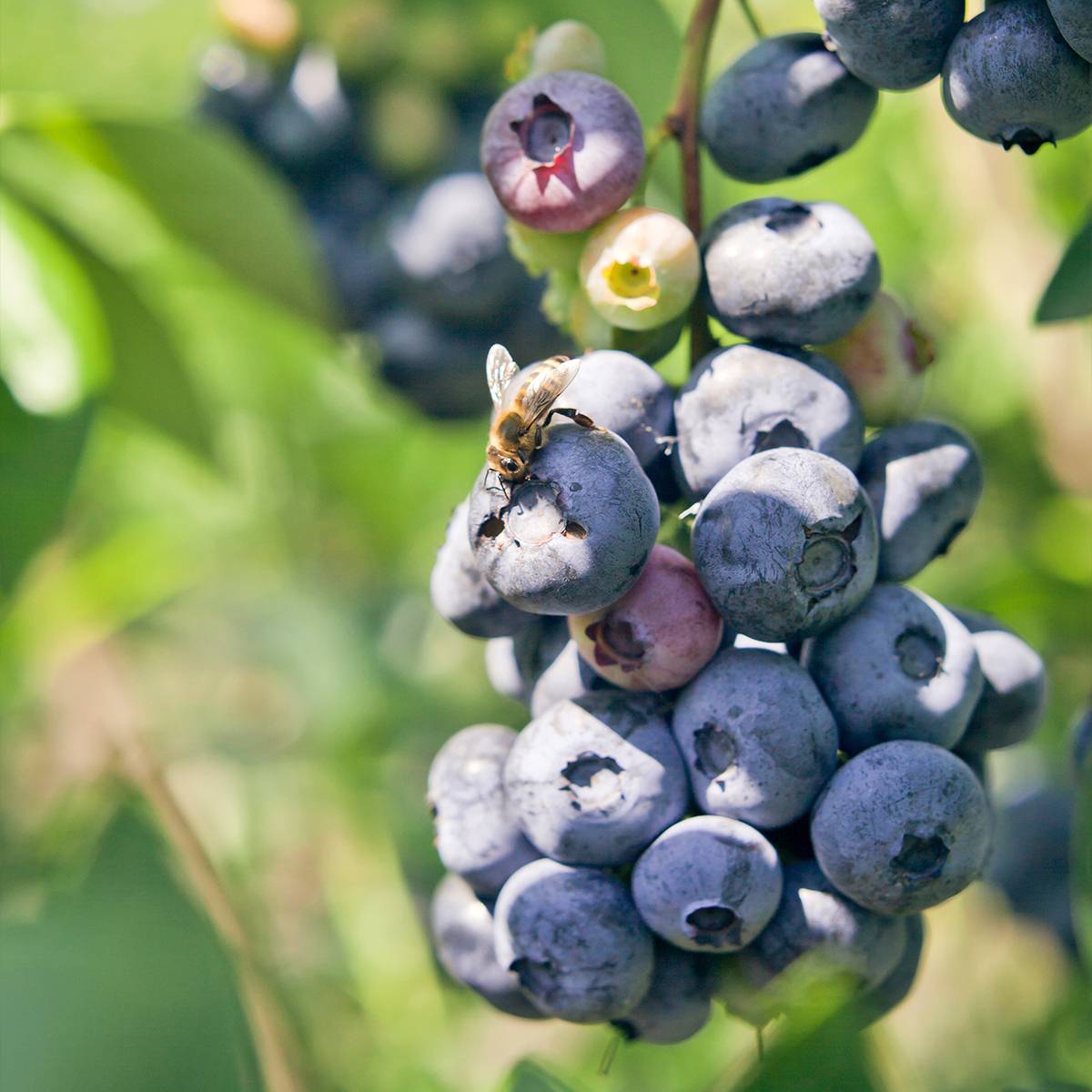 Myrtille d'Amérique - Vaccinium corymbosum Blue Pearl Pot de 4L/5L