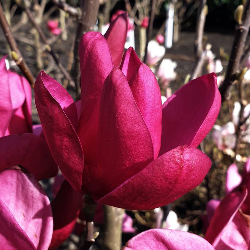 Magnolia Pink Pyramid Pot de 3L/4L
