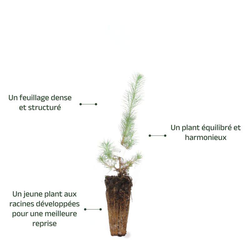 Pin d'Alep (Pinus halepensis) - Godet - Taille 13/25cm - Pépinières Naudet - Image 4