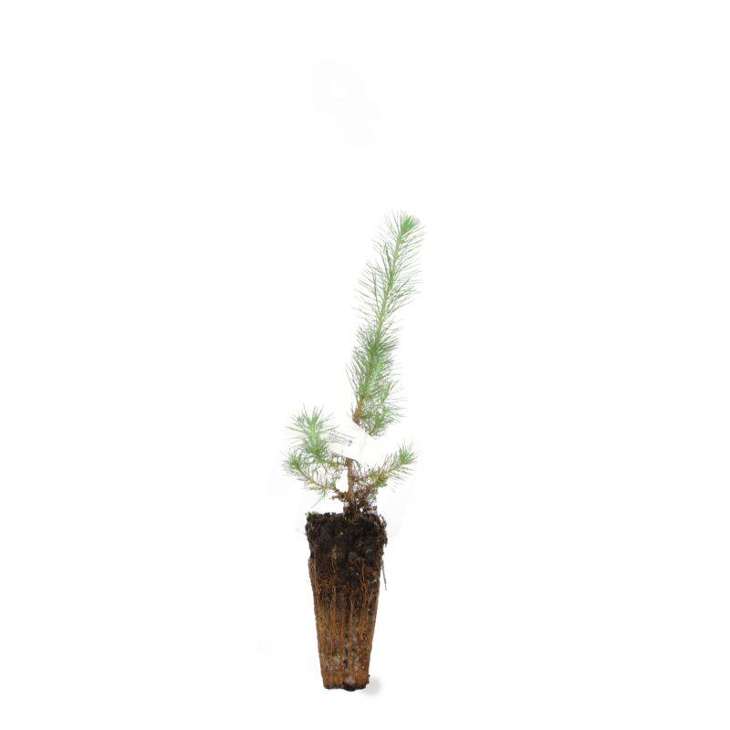 Pin d'Alep (Pinus halepensis) - Godet - Taille 13/25cm - Pépinières Naudet - Image 3