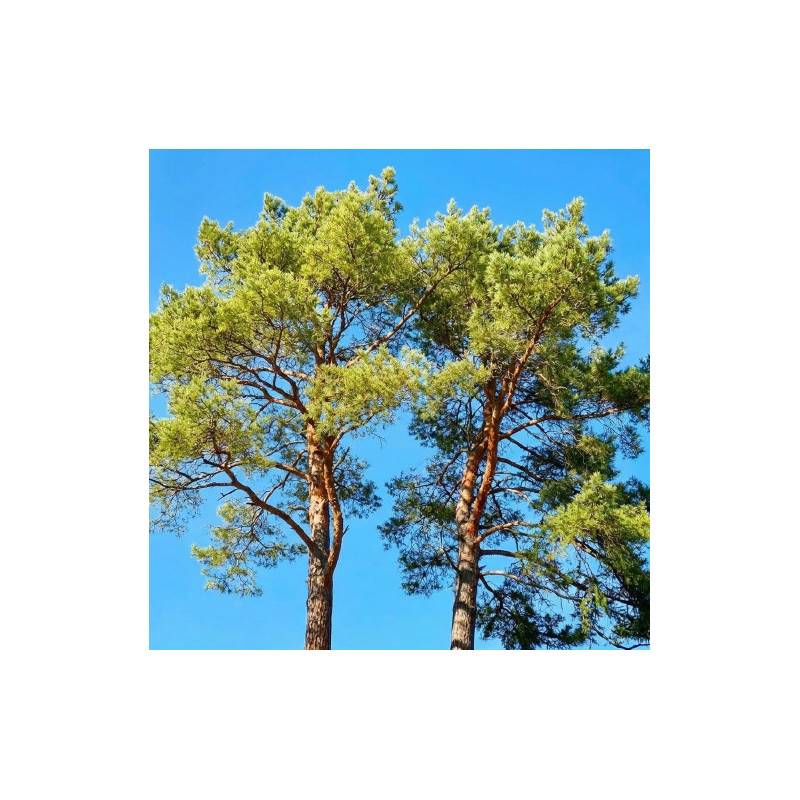 Pin d'Alep (Pinus halepensis) - Godet - Taille 13/25cm - Pépinières Naudet - Image 1