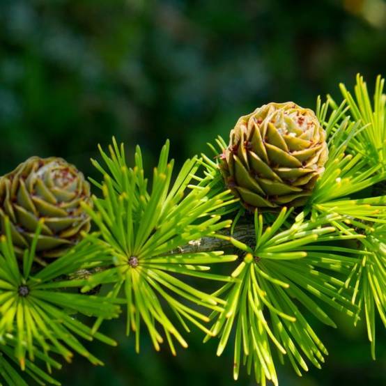 Pin d'Alep (Pinus halepensis) - Godet - Taille 13/25cm - Pépinières Naudet - Image 2