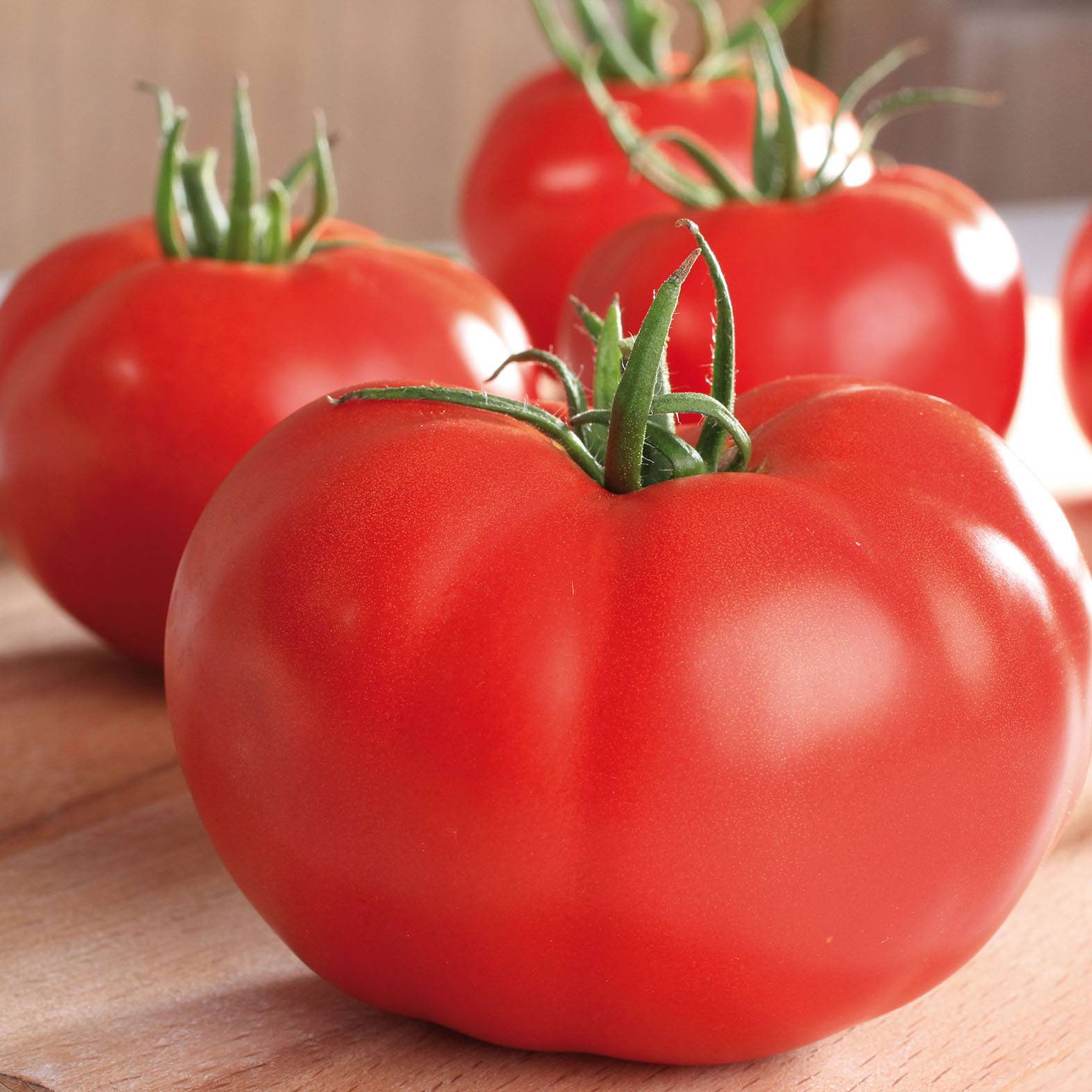 Tomate Supersteak F1 en plants GREFFES - La Sélection du Chef Mini-motte Ø 1,5/2,5 cm, Plant greffé de 5 à 10 cm de haut (par 2)
