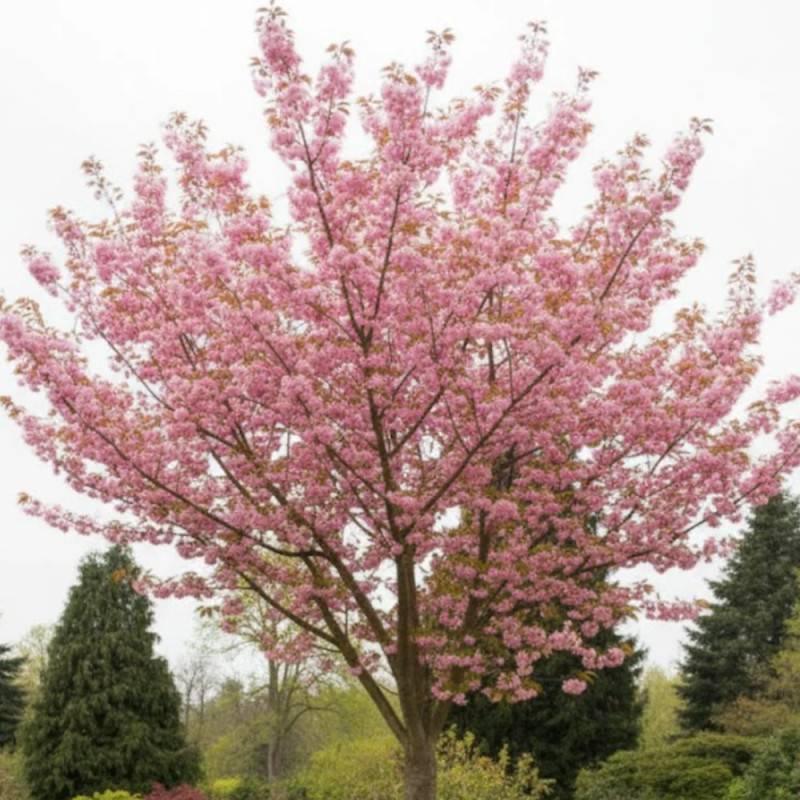 Cerisier du Japon New Red (Kanzan), Cerisier à fleurs à fleurs Rose - feuillage Caduc - Pot de 15L - Tige 8/10 - Haut. 150/175 cm-  hauteur à maturité - Image 2