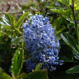 Promesse de Fleurs - Céanothe Burkwoodii Pot de 2L/3L