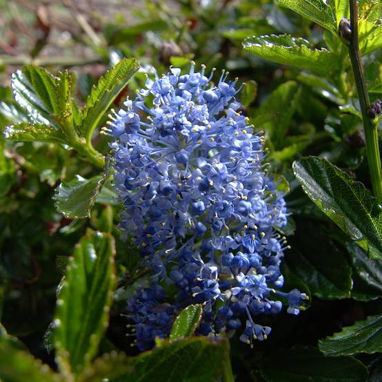 Promesse de Fleurs - Céanothe Burkwoodii Pot de 2L/3L - Image 1