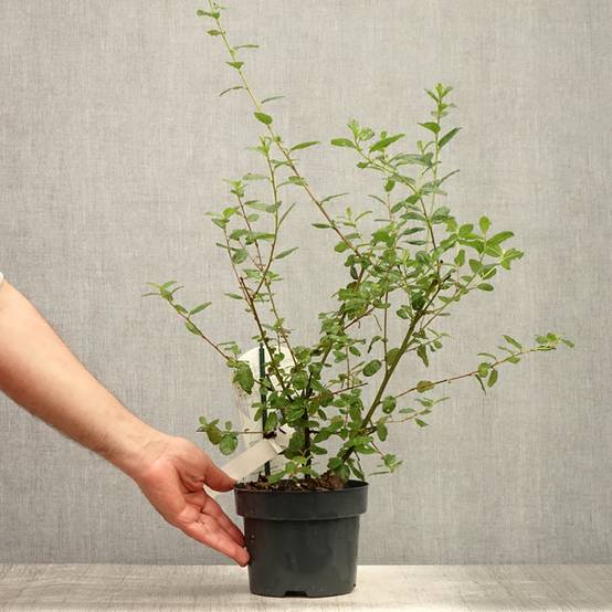 Promesse de Fleurs - Céanothe Burkwoodii Pot de 2L/3L - Image 2
