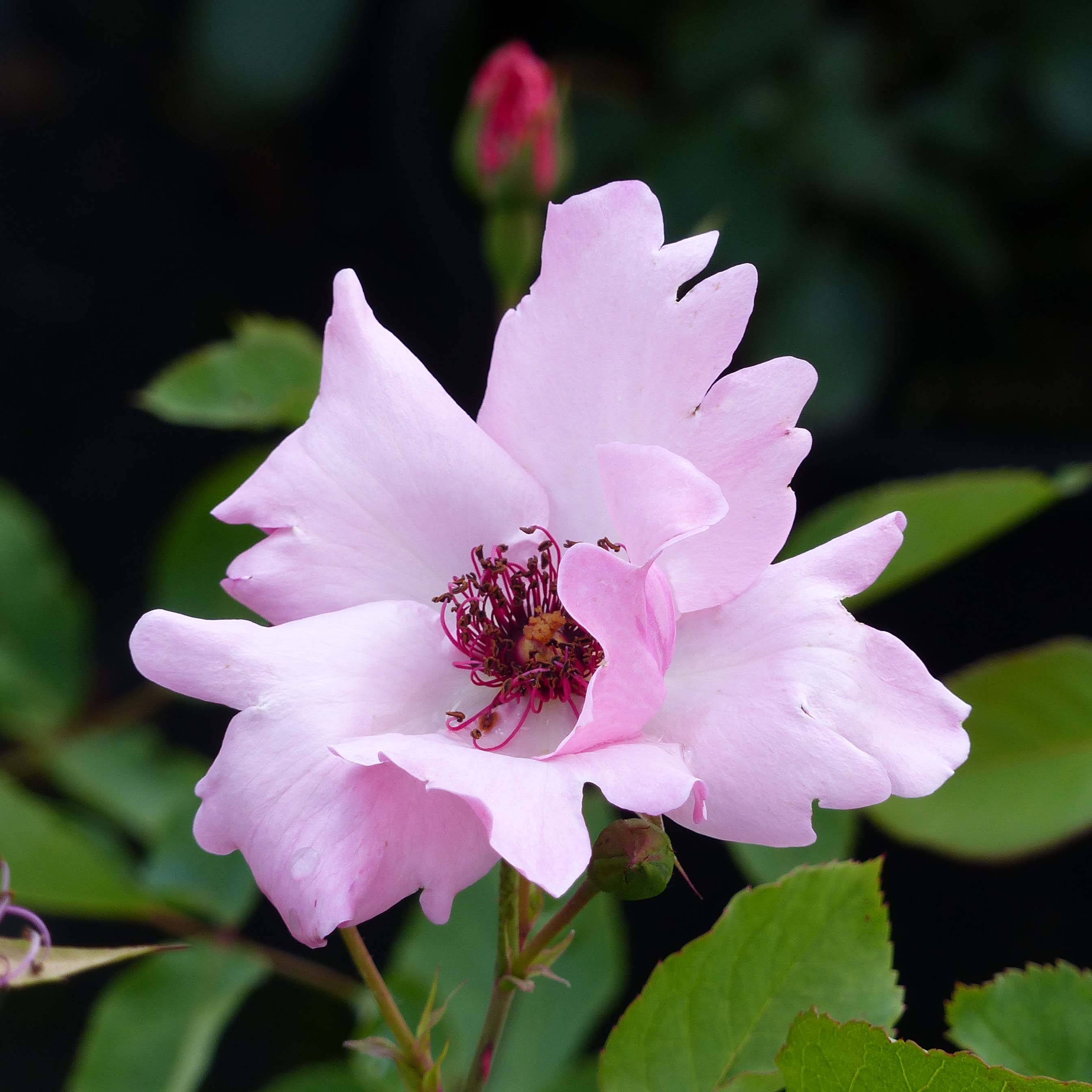 Promesse de Fleurs - Rosier ancien Dainty Bess Pot de 4L/5L