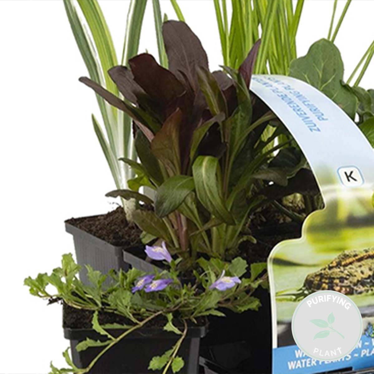 Lot de 6 - Plantes de bassin purifiantes - H. 15-25 cm - P. 9 cm - Image 2