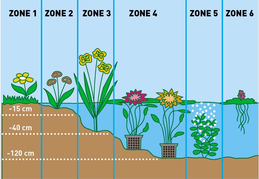 Lot de 6 - Plantes de bassin purifiantes - H. 15-25 cm - P. 9 cm - Image 4