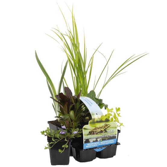 Lot de 6 - Plantes de bassin purifiantes - H. 15-25 cm - P. 9 cm - Image 1