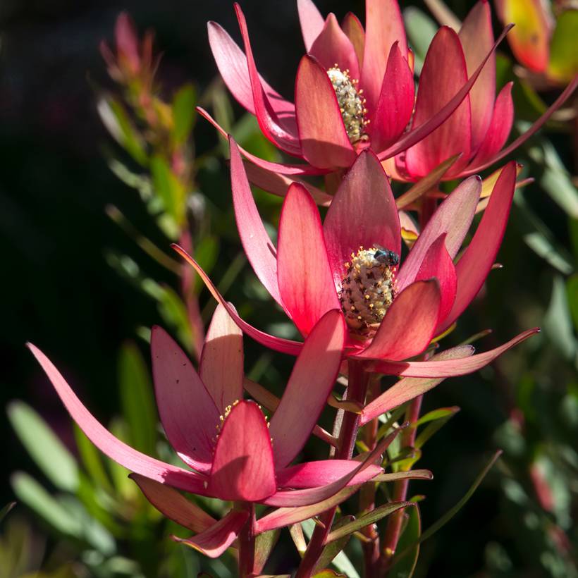 Promesse de Fleurs - Leucadendron Safari Sunset Pot de 3L/4L - Image 1