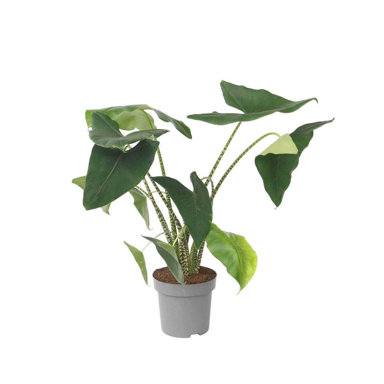 Plante éléphant - Alocasia 'Zebrina' - Hauteur 140-150cm - ⌀32cm - Image 1