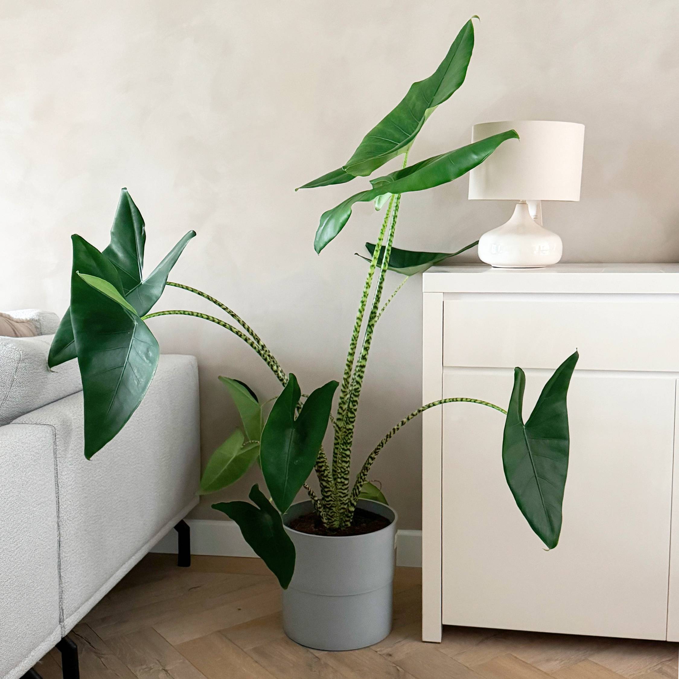 Plante éléphant - Alocasia 'Zebrina' - Hauteur 140-150cm - ⌀32cm - Image 2