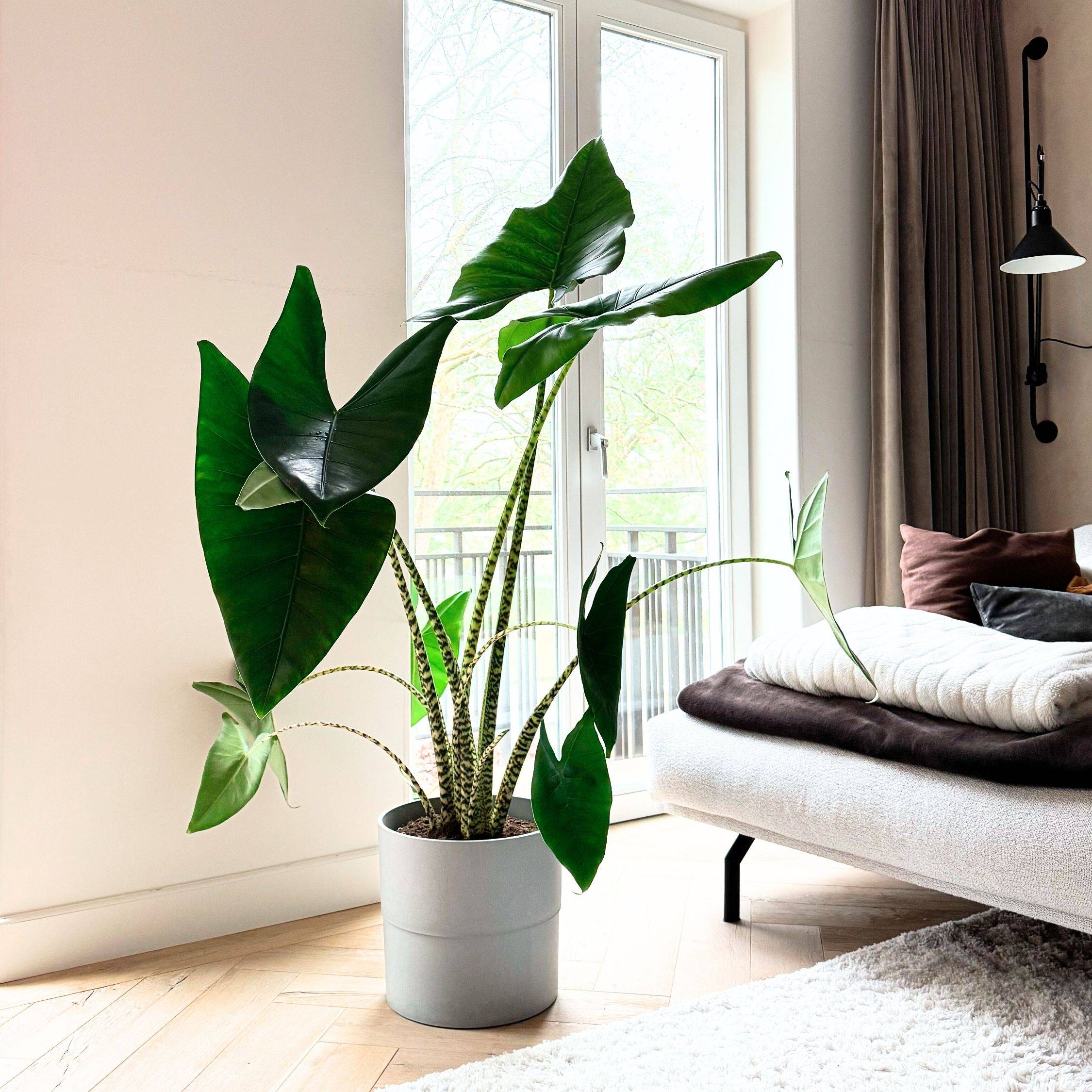 Plante éléphant - Alocasia 'Zebrina' - Hauteur 140-150cm - ⌀32cm - Image 3