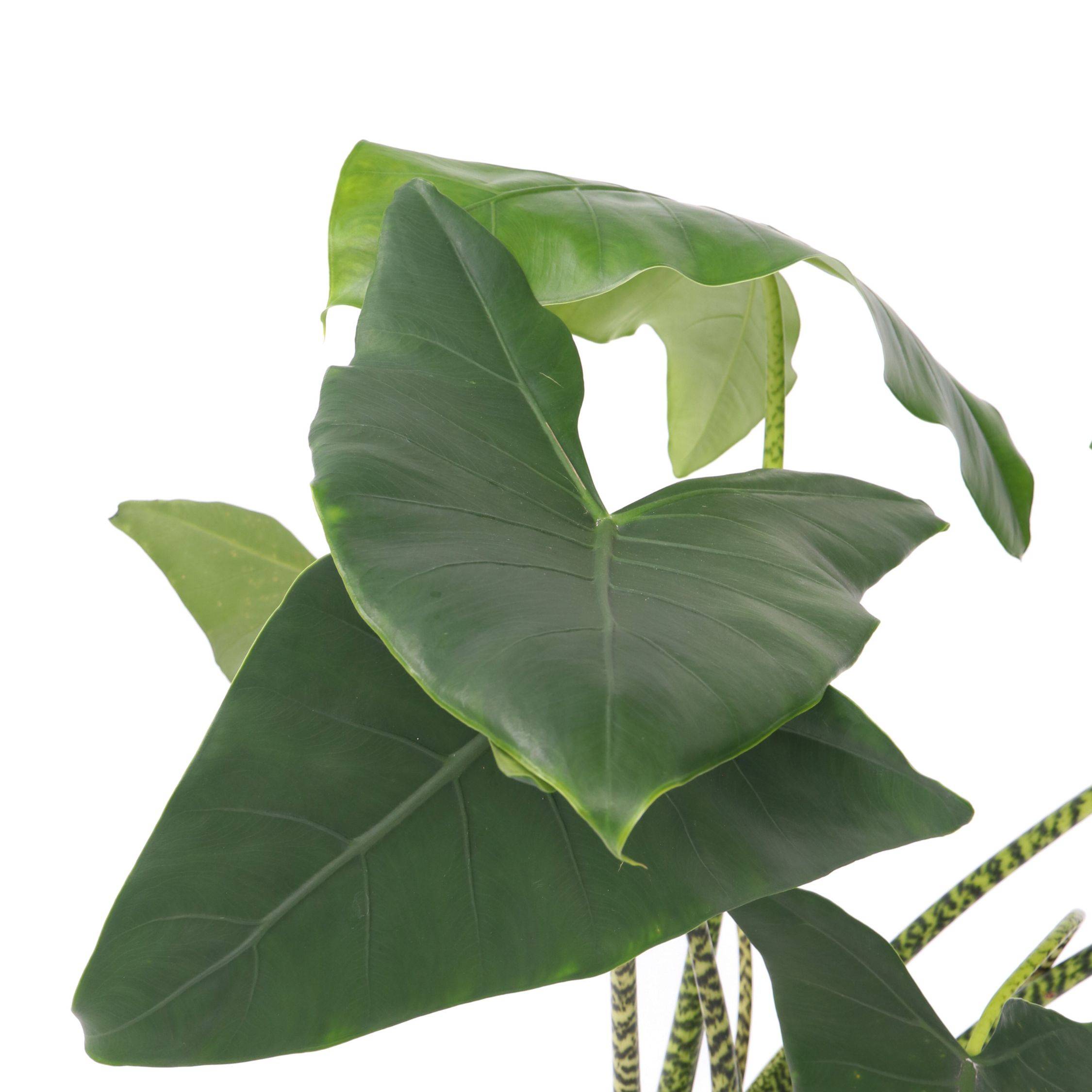 Plante éléphant - Alocasia 'Zebrina' - Hauteur 140-150cm - ⌀32cm - Image 4