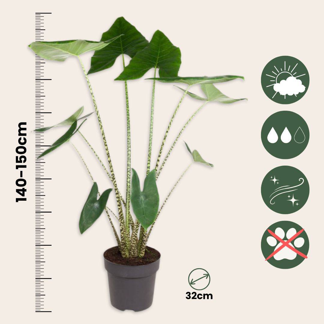 Plante éléphant - Alocasia 'Zebrina' - Hauteur 140-150cm - ⌀32cm - Image 5