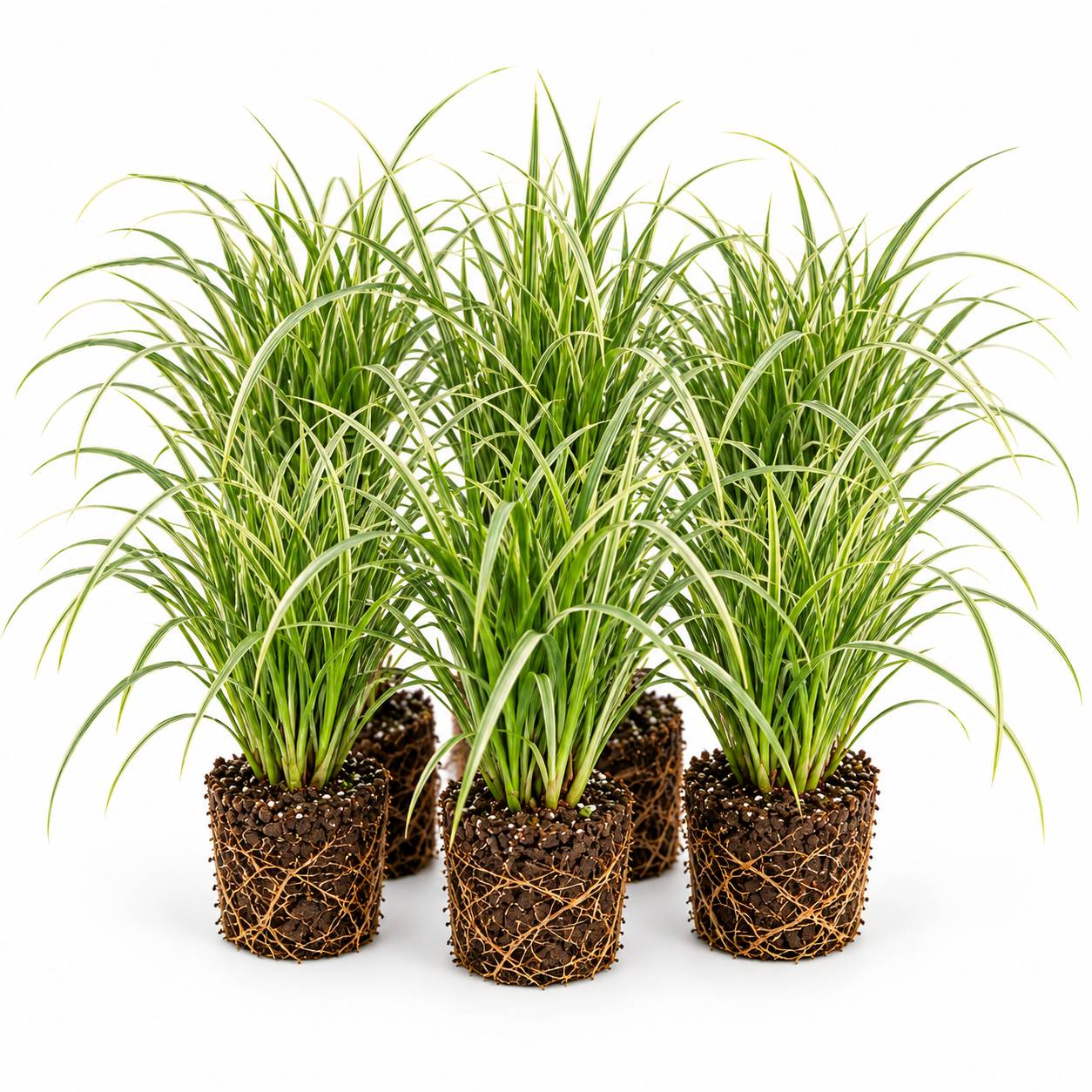 Laîche - Carex - 12 plantes - Image 1