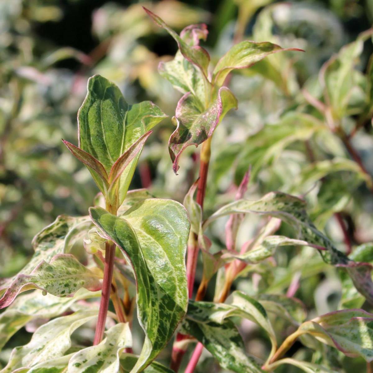 Promesse de Fleurs - Cornus kousa Pink Lips - Cornouiller du Japon Pot de 4L/5L
