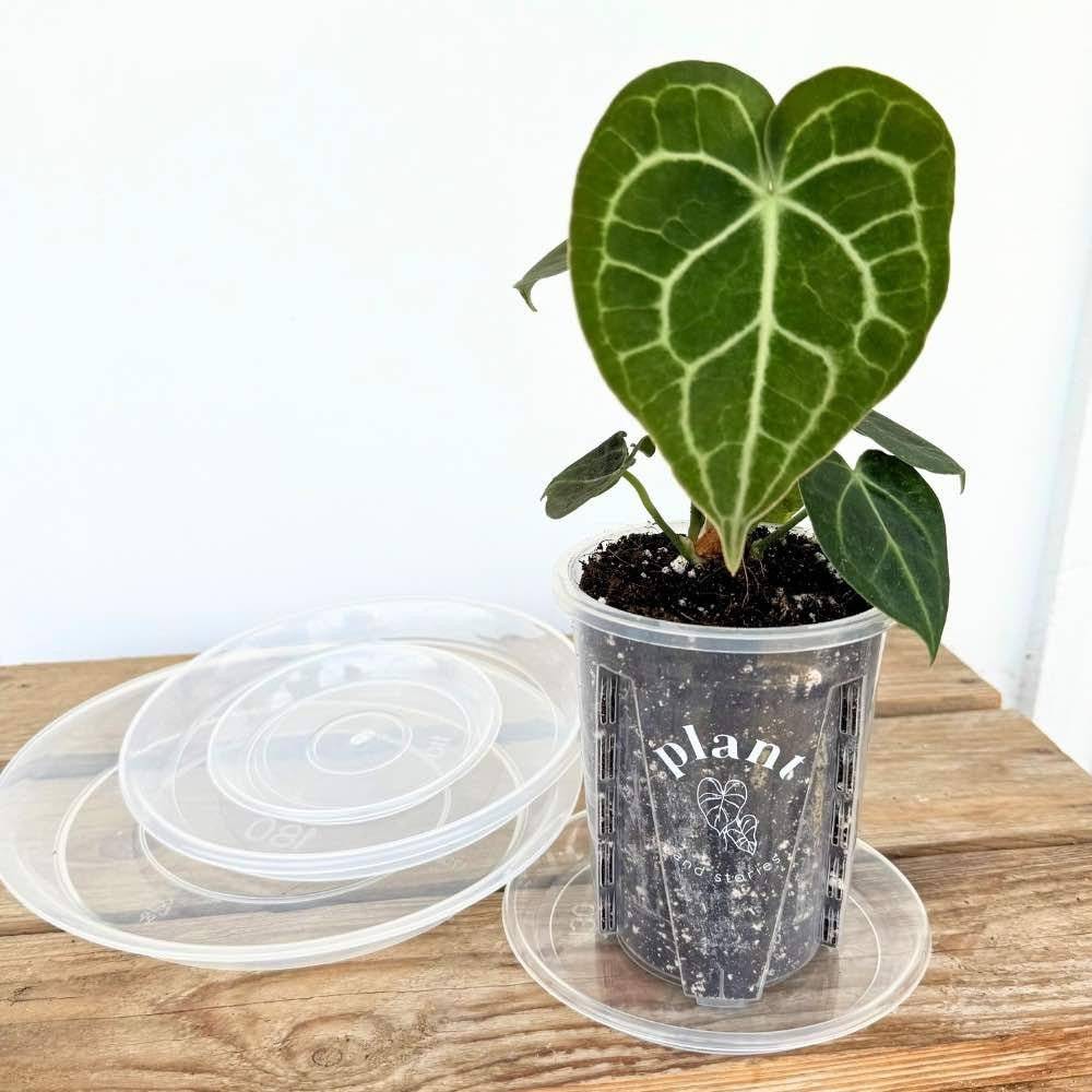 Soucoupes transparentes pour plantes - Soucoupes rigides - Coupelles pour plantes - X5 unités - Pot de 11cm - Image 8