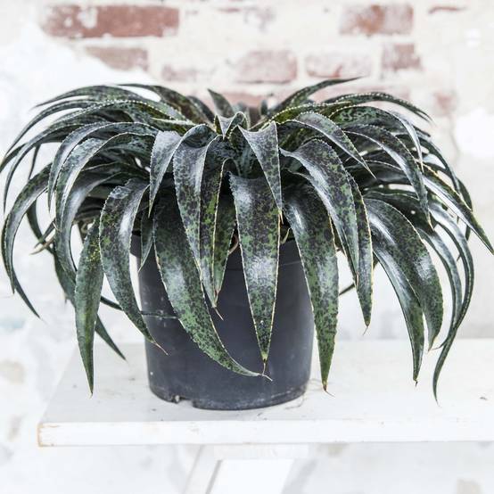 Mangave Mangavé Inkblot Pot de 3L/4L